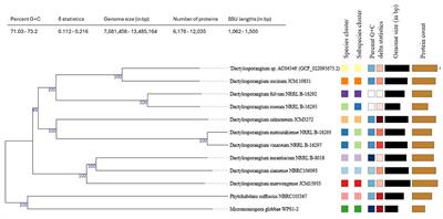 Genomic insights into Dactylosporangium sp. AC04546, a rubber degrader with three latex clearing proteins